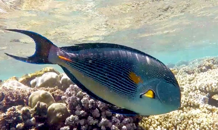 Schnorcheln in Marsa Alam