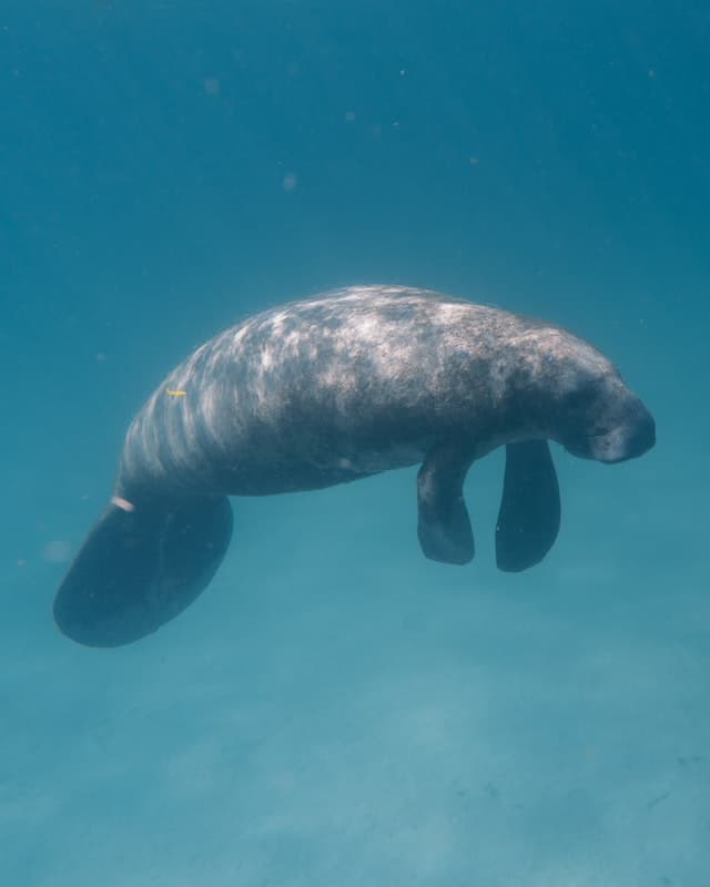 Schnorcheln in Marsa Alam