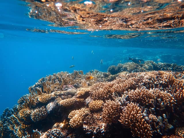 Schnorcheln auf Mauritius