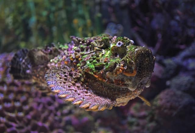 gefährliche Fische im Roten Meer