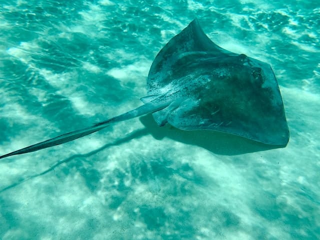 gefährliche Fische im Roten Meer