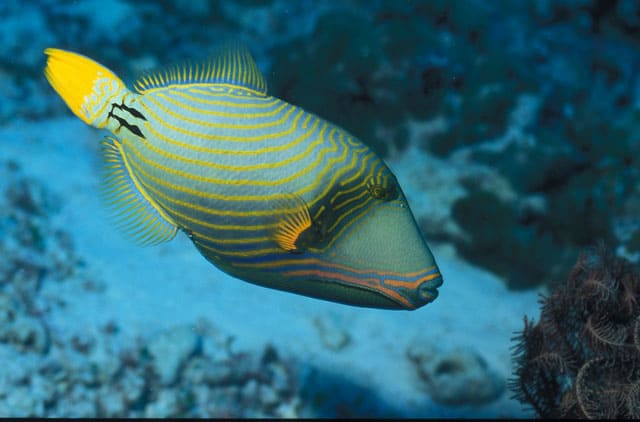 gefährliche Fische im Roten Meer