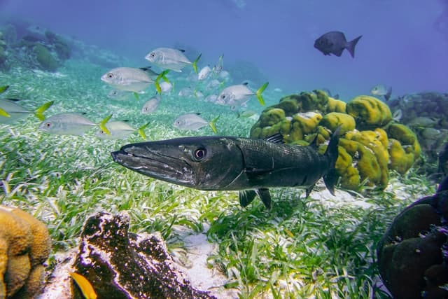 gefährliche Fische im Roten Meer