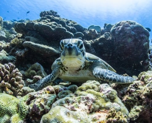 Schnorcheln mit Schildkröten