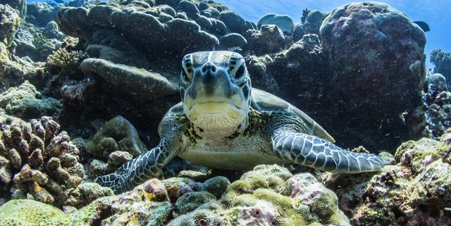 Schnorcheln mit Schildkröten