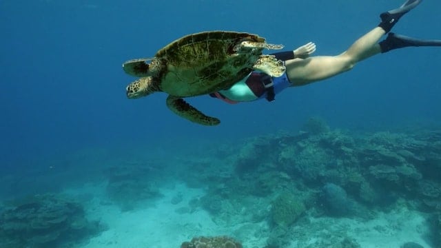 Schnorcheln mit Schildkröten