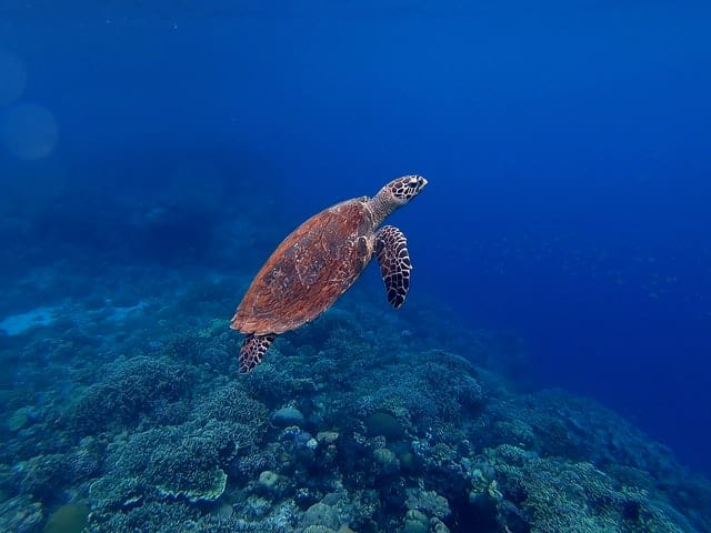 Schnorcheln mit Schildkröten