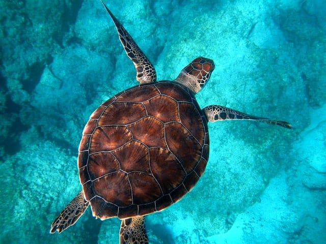 Schnorcheln mit Schildkröten