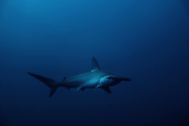 Haie im Roten Meer