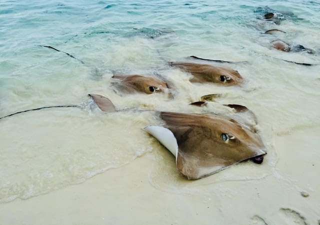 Gefährliche Fische Malediven