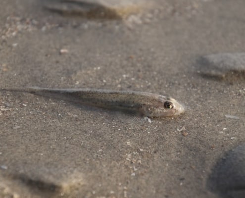 Gefährliche Fische Mallorca