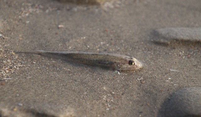 Gefährliche Fische Mallorca