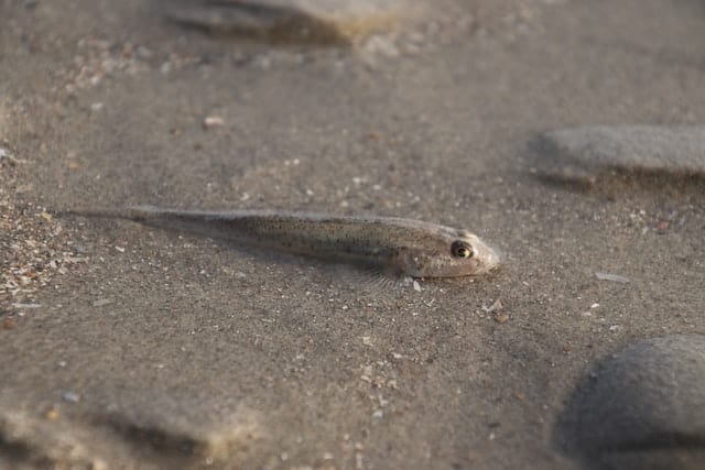 Gefährliche Fische Mallorca