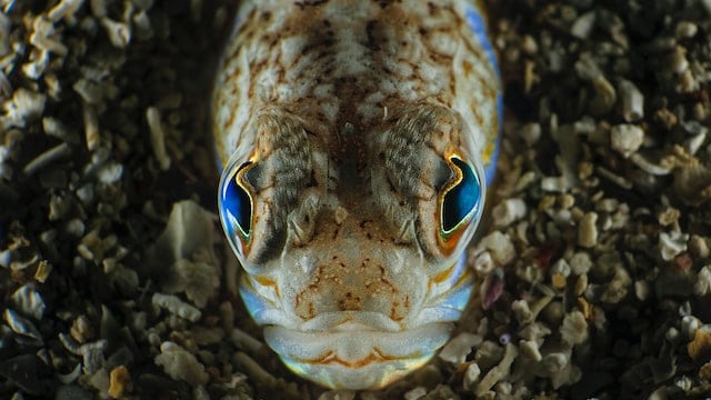 gefährliche fische mallorca