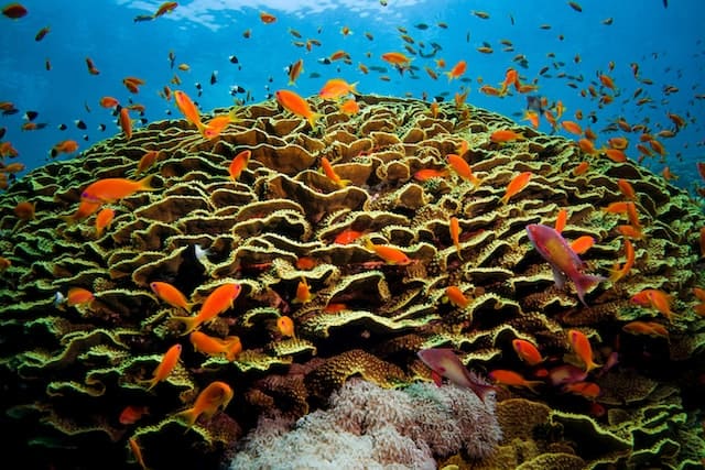 Schnorcheln Hurghada