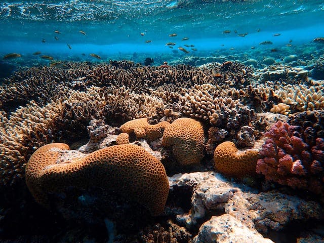 Schnorcheln Lahami Bay