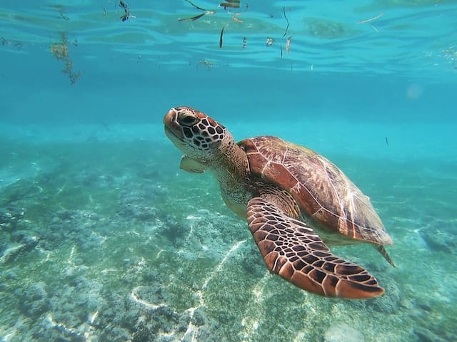 Schnorcheln in Curacao