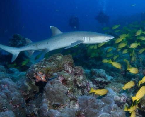 Schnorcheln am Great Barrier Reef