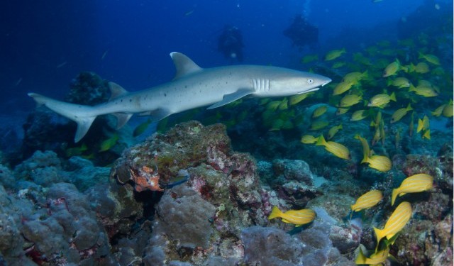 Schnorcheln am Great Barrier Reef