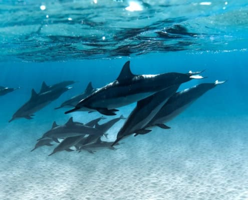 Schnorcheln mit Delfinen in Ägypten