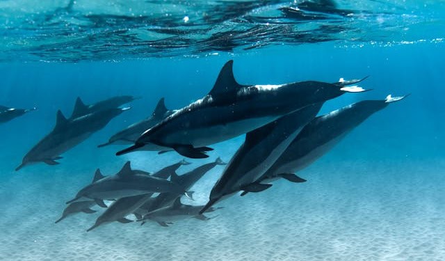 Schnorcheln mit Delfinen in Ägypten